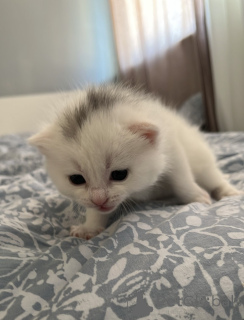 Photo №3. Chat britannique. Irlande