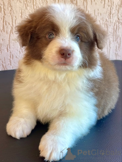 Photo №1. border collie - à vendre en ville de Brême | négocié | Annonce №166822