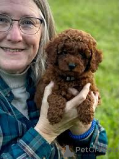 Photo №1. caniche (jouet) - à vendre en ville de Amsterdam | 700€ | Annonce №160808