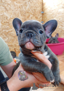 Photo №2 de l'annonce № 34718 de la vente bouledogue - acheter à Fédération de Russie de la fourrière