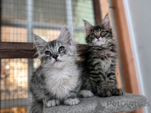 Photo №1. maine coon - à vendre en ville de Isolé | 350€ | Annonce № 169558