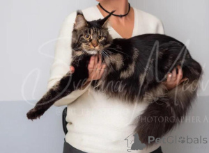 Photo №4. Je vais vendre maine coon en ville de Sacramento. annonce privée - prix - négocié