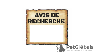 Photo №1. spitz allemand, yorkshire terrier - à vendre en ville de Paris | Gratuit | Annonce № 9711