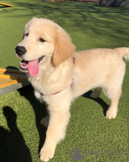 Photo №1. golden retriever - à vendre en ville de ADÉLAÏDE | 581€ | Annonce №161458