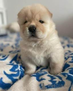 Photo №1.  - à vendre en ville de Butzbach | négocié | Annonce №167679