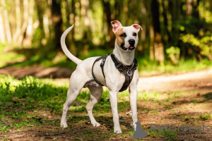 Photo №3. Le beau chien Darius est entre de bonnes mains.. Fédération de Russie