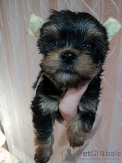 Photos supplémentaires: Chiots Yorkie/Kawaiiork