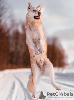 Photo №4. Je vais vendre chien bâtard en ville de Москва. annonce privée - prix - Gratuit