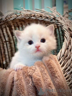 Photo №1. ragdoll - à vendre en ville de Berlin | 200€ | Annonce № 148566