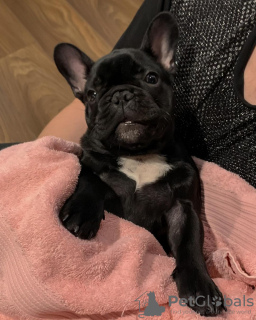 Photo №4. Je vais vendre bouledogue en ville de Rostock. annonce privée - prix - 360€