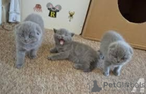 Photo №1. scottish fold - à vendre en ville de Антверпен | négocié | Annonce № 62169