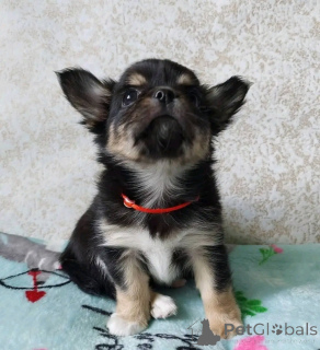 Photo №1. chihuahua - à vendre en ville de Флорида Сити | 531€ | Annonce №138833