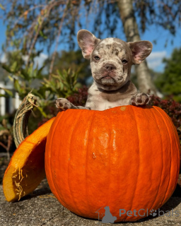 Photo №1. bouledogue - à vendre en ville de Munich | 800€ | Annonce №150637