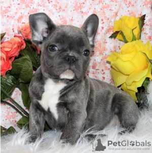 Photo №1. bouledogue - à vendre en ville de Подгорица | négocié | Annonce №124327