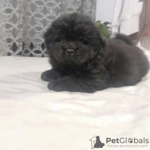 Photo №3. Chiots Chow-Chow. Serbie