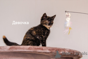 Photo №4. Je vais vendre chat de gouttière en ville de Obninsk. annonce privée - prix - Gratuit