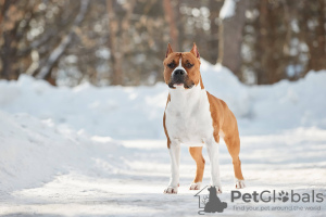 Photos supplémentaires: American Staffordshire Terrier avec pedigree