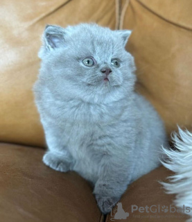 Photo №1. british shorthair - à vendre en ville de Berlin | 284€ | Annonce № 90830