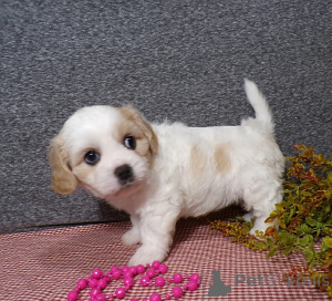 Photo №1.  - à vendre en ville de Podolszyn maintenant | négocié | Annonce №163193