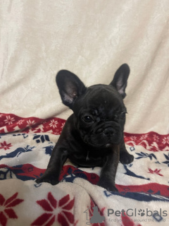 Photo №1. bouledogue - à vendre en ville de Eksjo | Gratuit | Annonce №123893