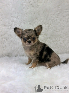 Photo №3. TEACUP-CHIHUAHUA ZUR Adoption. Allemagne