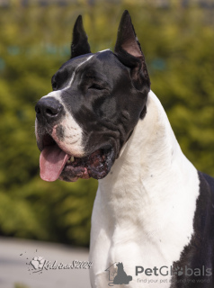 Photo №2 de l'annonce № 127432 de la vente dogue allemand - acheter à Kirghizistan de la fourrière