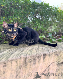 Photo №1. bengal - à vendre en ville de Rappeurswil-jona | 750€ | Annonce № 152723