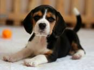 Photo №1. beagle - à vendre en ville de Minsk | 500€ | Annonce №1162