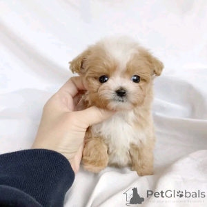 Photo №1. maltipu - à vendre en ville de Berlin | 800€ | Annonce №138908