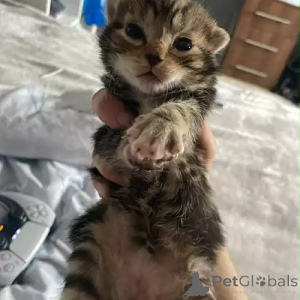 Photo №2 de l'annonce № 167253 de la vente bengal - acheter à Allemagne annonce privée