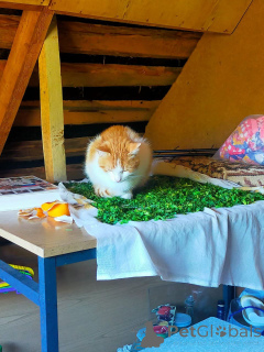 Photo №3. Je vais donner le chat entre de bonnes mains gratuitement. Fédération de Russie