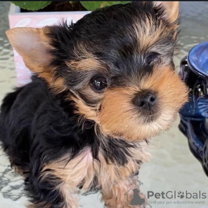 Photo №1. yorkshire terrier - à vendre en ville de Yorba Linda | négocié | Annonce №107704