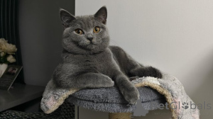 Photo №1. british shorthair - à vendre en ville de Anvers | Gratuit | Annonce № 160356