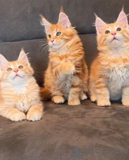 Photo №1. maine coon - à vendre en ville de Gardabani | négocié | Annonce № 174616