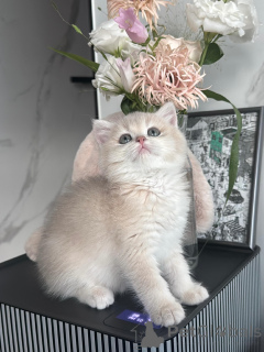 Photo №2 de l'annonce № 175111 de la vente british shorthair - acheter à Allemagne éleveur