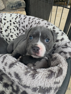 Photo №1. staffordshire bull terrier - à vendre en ville de Prague | négocié | Annonce №171294