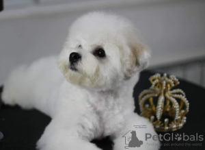 Photo №3. Chiot Bichon Frise à vendre. Serbie