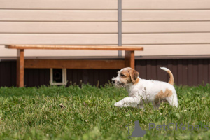 Photos supplémentaires: chiot Jack Russell Terrier