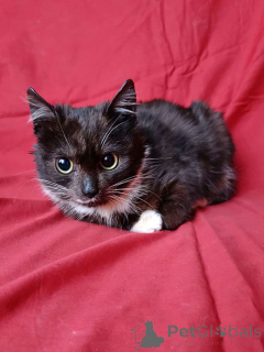 Photo №4. Je vais vendre  en ville de Saint-Pétersbourg. annonce privée - prix - Gratuit