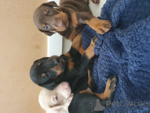 Photo №2 de l'annonce № 138220 de la vente dobermann - acheter à USA annonce privée, éleveur