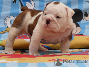Photo №2 de l'annonce № 167014 de la vente bulldog anglais - acheter à Pologne 