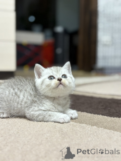 Photo №4. Je vais vendre scottish straight en ville de Minsk. éleveur - prix - 156€