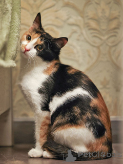 Photo №2 de l'annonce № 159020 de la vente  - acheter à Fédération de Russie annonce privée