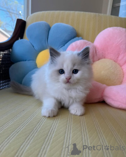 Photo №1. ragdoll - à vendre en ville de Balta | 300€ | Annonce № 165874