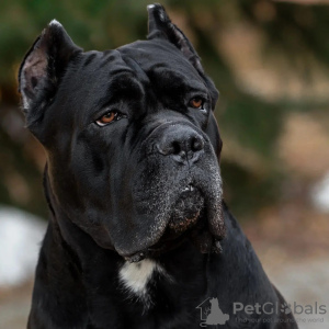 Photos supplémentaires: vente de chiots