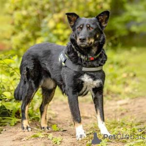 Photo №1. chien bâtard - à vendre en ville de Москва | Gratuit | Annonce №91759