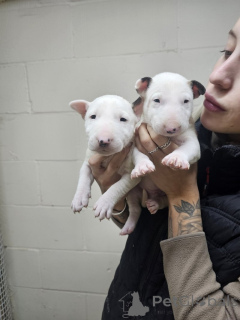 Photo №1. bull terrier - à vendre en ville de Genève | négocié | Annonce №158361