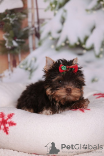 Photo №3. Chiots Yorkshire Terrier. L'Autriche