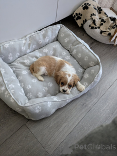 Photo №3. Cavalier Kingcharlesinspanielin pentu. La finlande