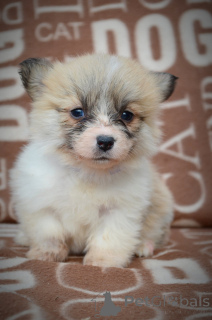 Photo №2 de l'annonce № 135054 de la vente welsh corgi - acheter à Serbie éleveur